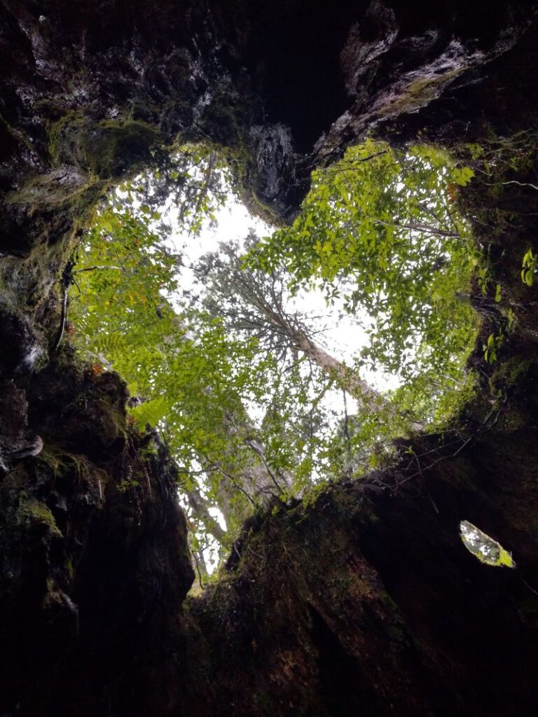 屋久島　ウィルソン株