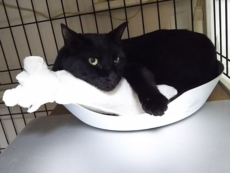 クロム 黒猫 ペットボトル氷枕