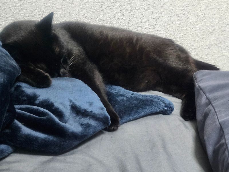 クロム 猫 寝